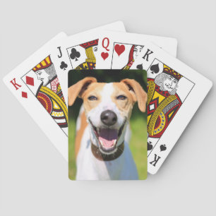 Baralho Cão de riso das imagens   de Getty