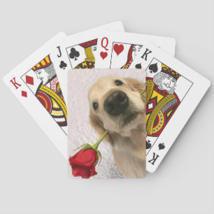 Baralho Cão do golden retriever com rosa vermelha