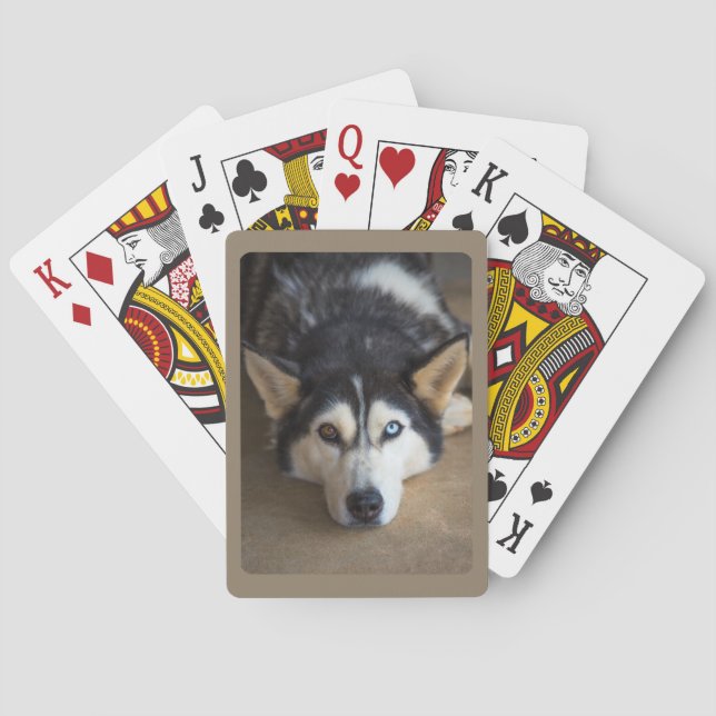 Baralho Cão Husky com Olho Azul e Marrom  (Verso)