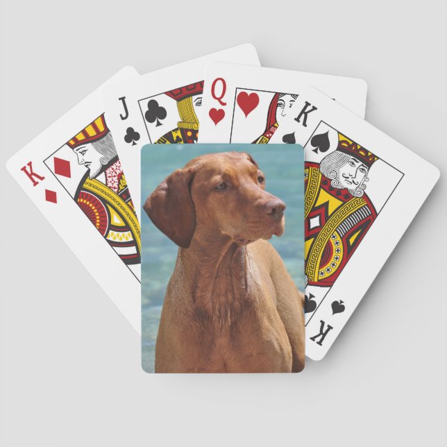 Baralho Cão Magyar Vizsla (Verso)