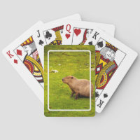 Capivara