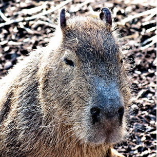 BARALHO CAPYBARA SELVAGEM ANIMAL
