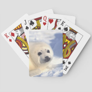Baralho Cara do filhote de cachorro de selo