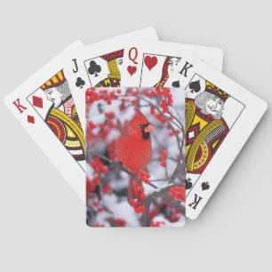 Baralho Cardinal-vermelho macho, Inverno, IL