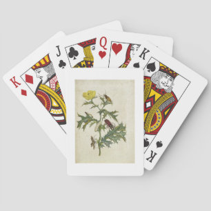 Baralho Cardos Spinosus: Besouros e lagartas, placa 6