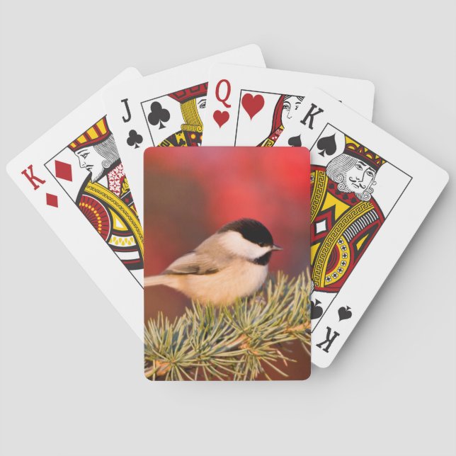 Baralho Carolina Chickadee no Cedro Atlas Azul (Verso)
