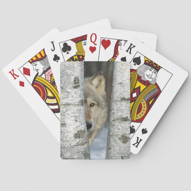 Baralho cartas de jogar com uma foto de lobo-cinza em páss (Verso)