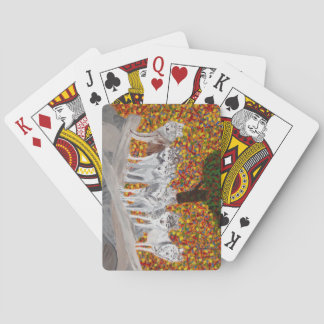 Baralho Cartões de Cinza