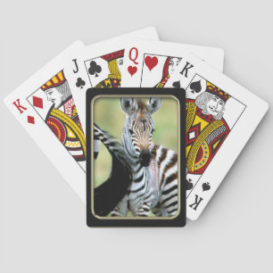 Baralho Cartões De Fotografia De Zebra Baby