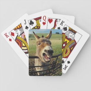 Burro jogo cartas