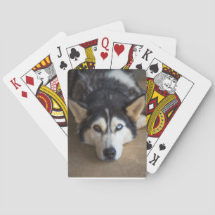 Baralho Cartões de jogo roncos do cão