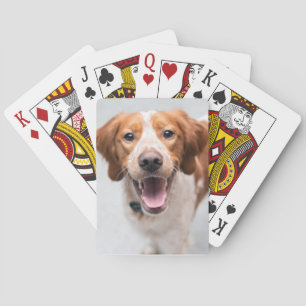 Baralho Cartões de Playin do Spaniel de Brittany do