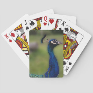 Baralho Cartões de Reprodução Clássicos Peacock
