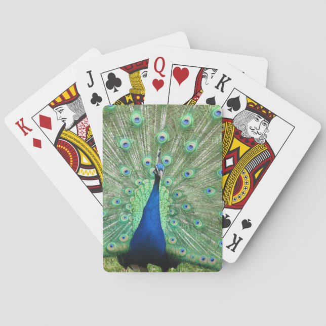 Baralho Cartões de Reprodução - Pavão (Verso)