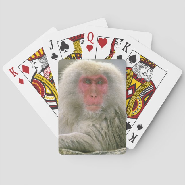 Baralho Casais de Macacos da Neve, Macaco Japonês, (Verso)