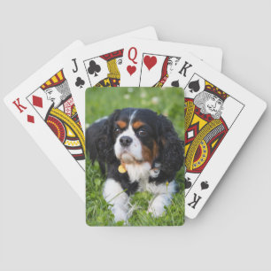 Baralho Cavaleiro Tricolor Rei Charles Spaniel