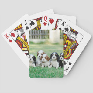 Baralho Cavalier King Charles Spaniel filhotes