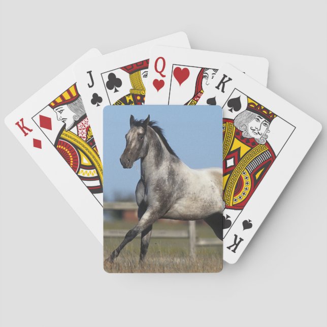 Baralho Cavalo do Appaloosa que funciona 3 (Verso)