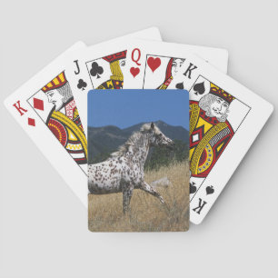 Baralho Cavalo do Appaloosa que funciona acima a montanha