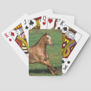 Baralho Cavalo do Appaloosa que funciona no campo gramíne