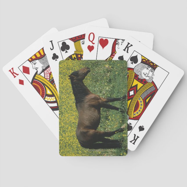 Baralho Cavalo selvagem do mustang que está nas flores (Verso)