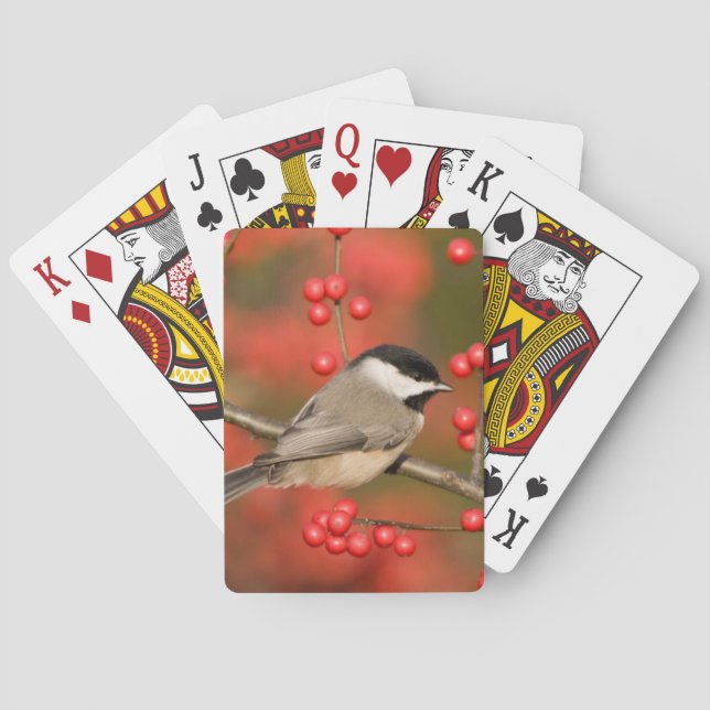 Baralho Chickadee de Carolina no arbusto comum do (Verso)
