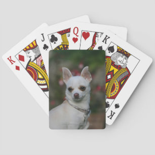 Baralho Chihuahua branca