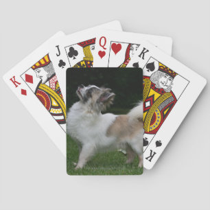 Baralho Chihuahua de cabelos compridos que olha a câmera