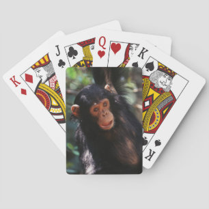 Baralho Chimpanzé novo que pendura na floresta