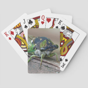 Baralho Cicada