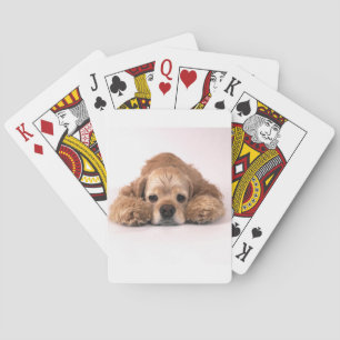 Baralho Cocker spaniel bonito