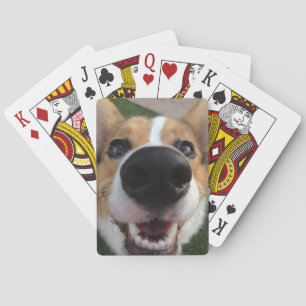 Baralho Coleção do nariz de cão do Corgi de Galês