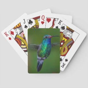 Baralho Colibri de flutuação