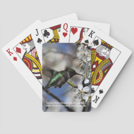 Baralho Colibri Throated do rubi fêmea