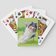 Collie
