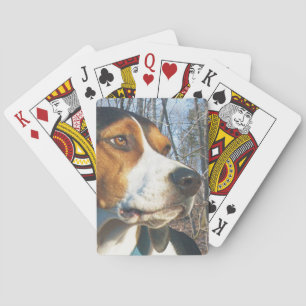 Baralho Coonhound do caminhante de Treeing nas madeiras