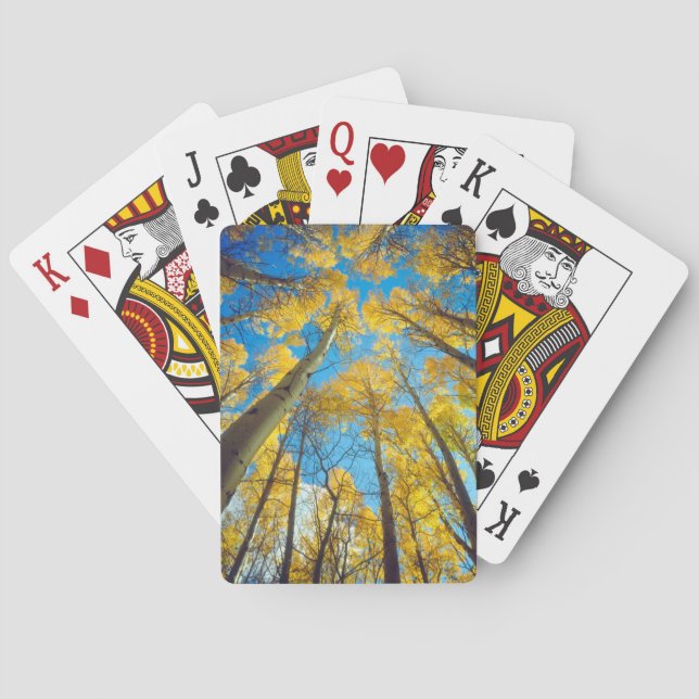Baralho Cores de outono das árvores Aspen 2 (Verso)
