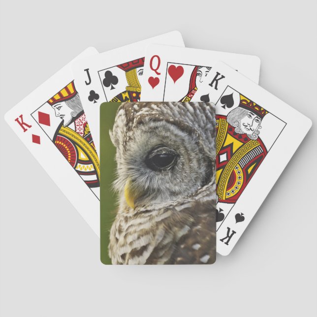 Baralho Coruja-barreada, Strix varia, Michigan (Verso)