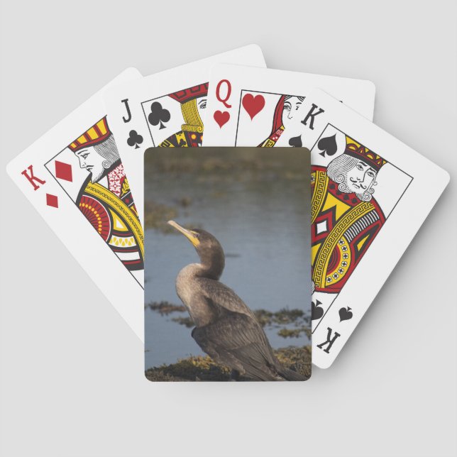 Baralho Corvo-marinho (Verso)