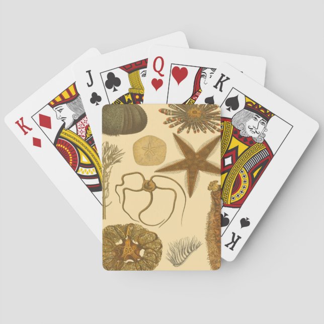 Baralho Criaturas do Mar Subaquático (Verso)