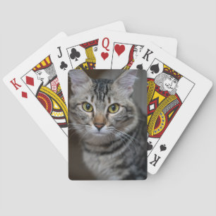 Baralho Crie Sua Própria Foto Personalizada de Gato de Est