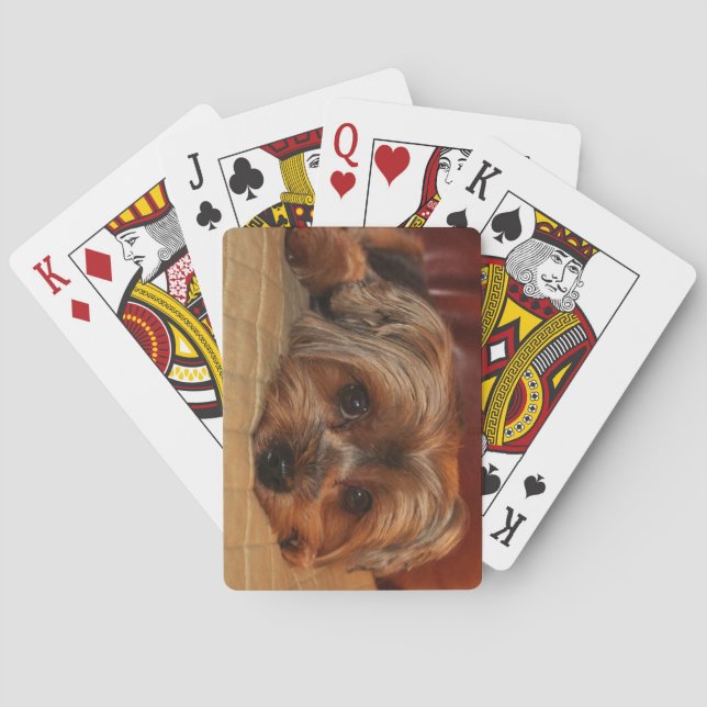 Baralho Cute Yorkshire terrier dog Yorkie Puppy (Verso)