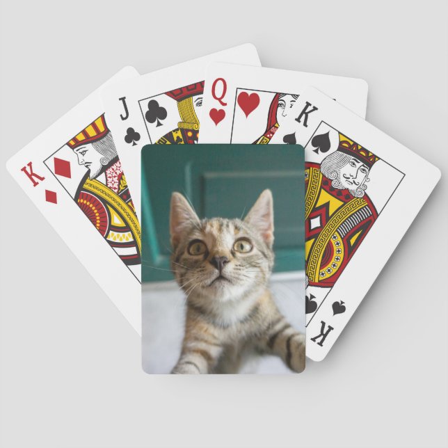 Baralho Cutest Baby Animals | Cute Tabby Kitten (Verso)