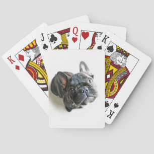 Baralho Cutest Baby Animals   French Bulldog Look Up