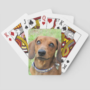 Baralho Dachshund