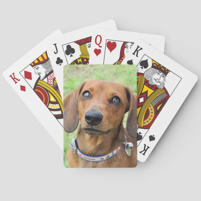 Baralho Dachshund (Verso)
