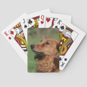 Baralho Dachshund diminuto de cabelos compridos 2