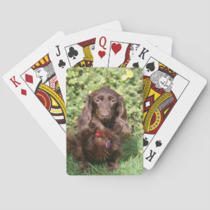 Baralho Dachshund diminuto de cabelos compridos de Brown