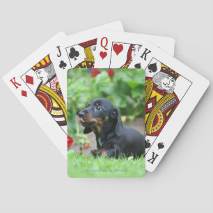 Baralho Dachshund diminuto Liso-de cabelo 1