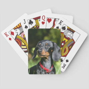Baralho Dachshund diminuto Liso-de cabelo 3
